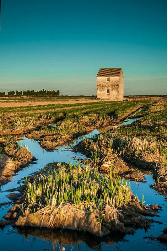 A traditional whitewashed barraca among the reeds and canals of the Albufera