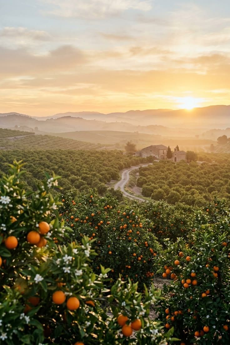 Orange groves in blossom and fruit across rolling hills near Valencia at sunrise