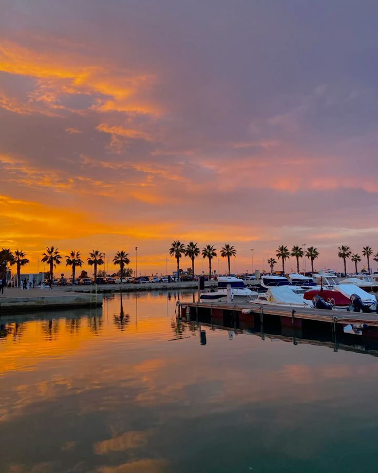 Yachts moored in a marina on the Costa Blanca at sunset, palms along the quay