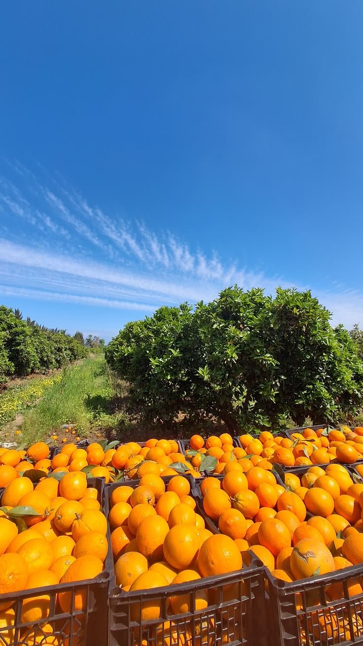 Freshly picked oranges in crates beneath an orange tree under a blue sky